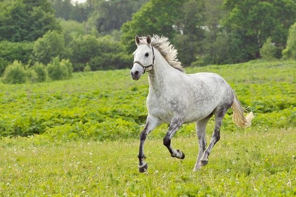 скачущая лошадь онлайн-пазл