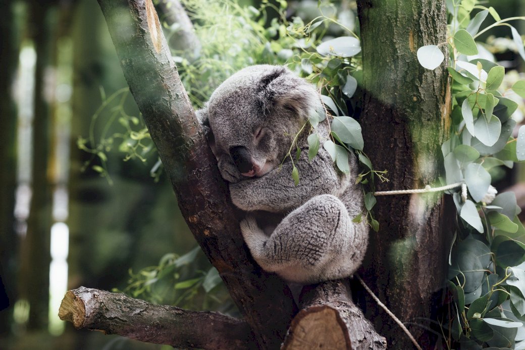 Medvídek koala online puzzle
