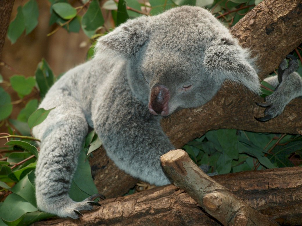 коала мечка 3 онлайн пъзел