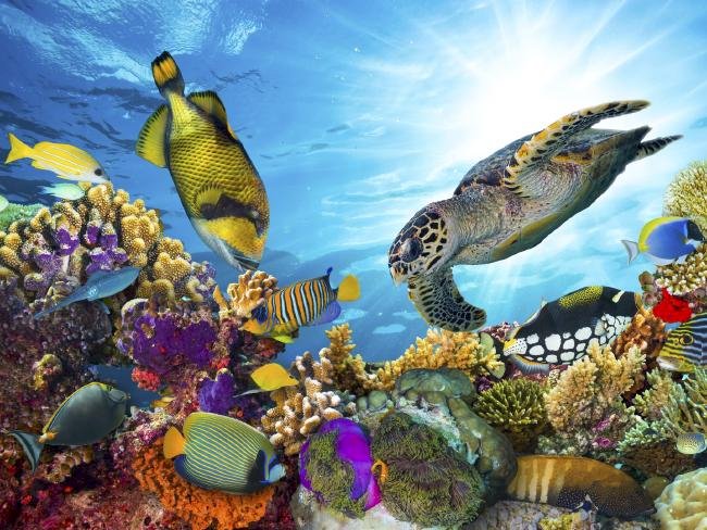 Underwater world online puzzle