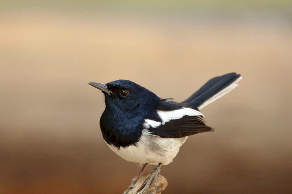 Μικρό πουλί - Magpie Robin παζλ online