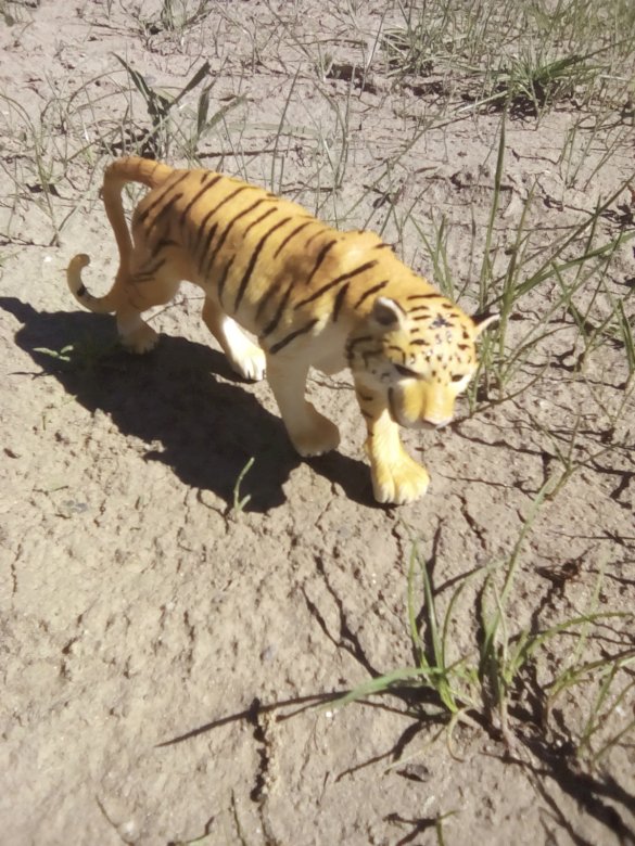 бенгальский тигр онлайн-пазл