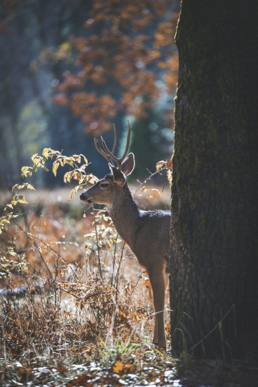 Male deer in the US jigsaw puzzle online