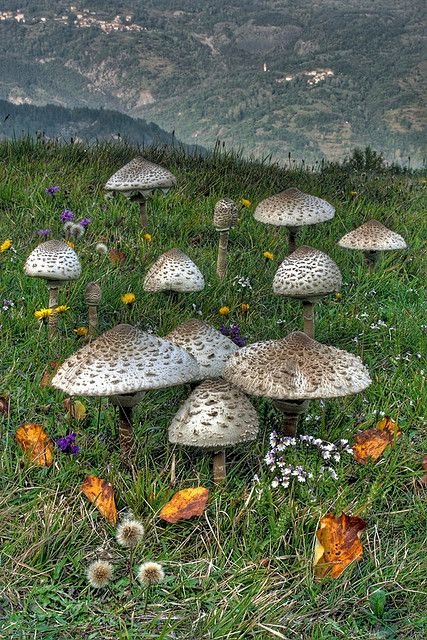 Aquiloni di funghi puzzle online