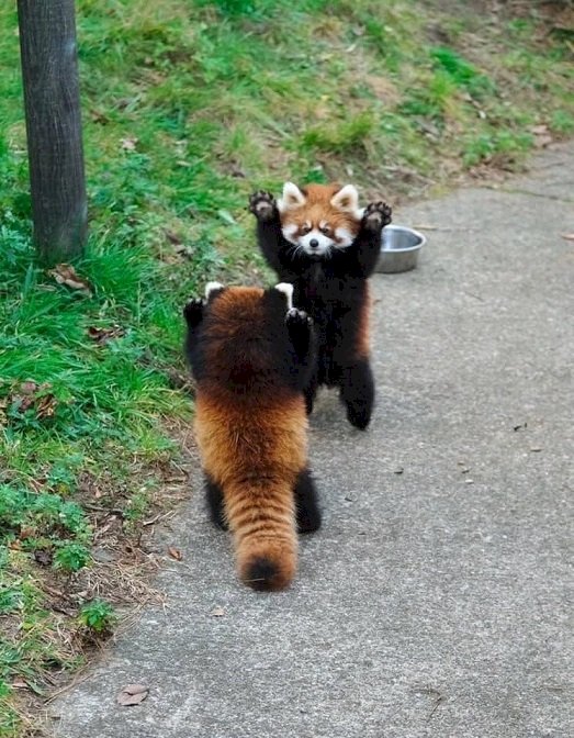 Pandas Rojos. rompecabezas en línea