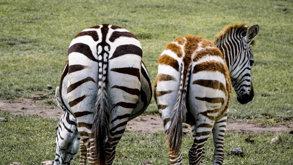 Jüngere Zebras haben eine Online-Puzzle