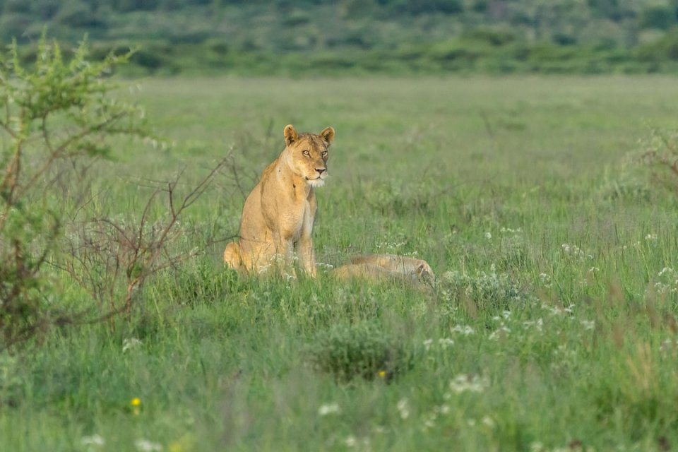 Lion, Botswana puzzle en ligne