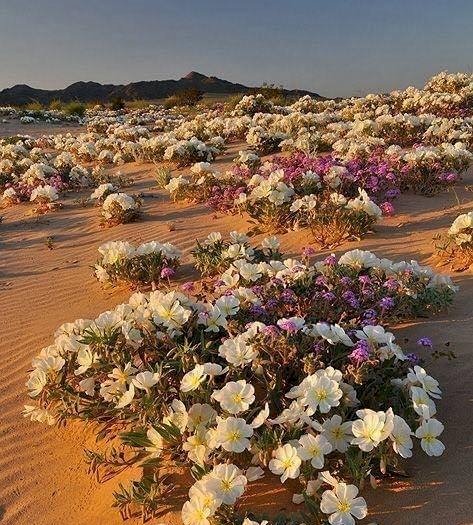Desert Evening Primrose. Pussel online