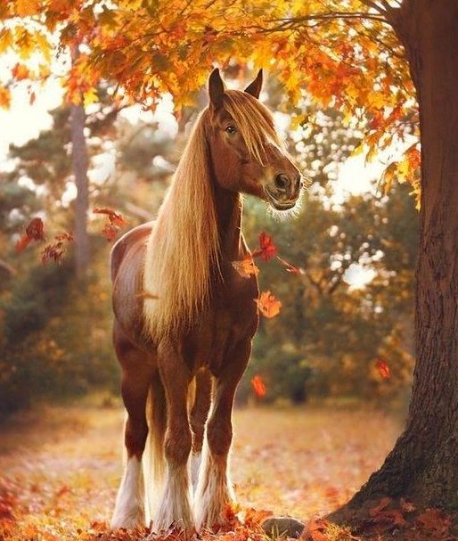 Little horse in autumn. jigsaw puzzle online