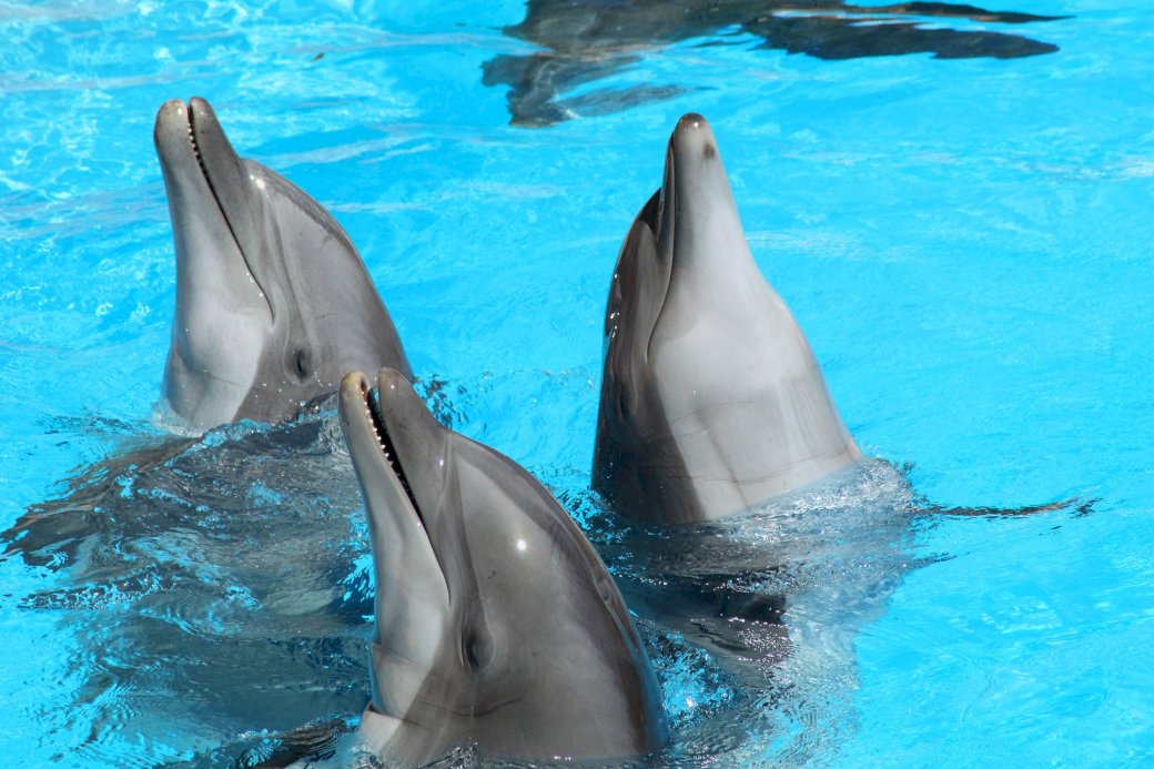 Tres delfines rompecabezas en línea