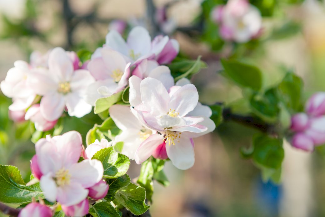 květ jabloně skládačky online