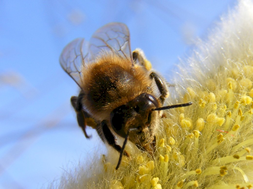 Μέλισσα παζλ online