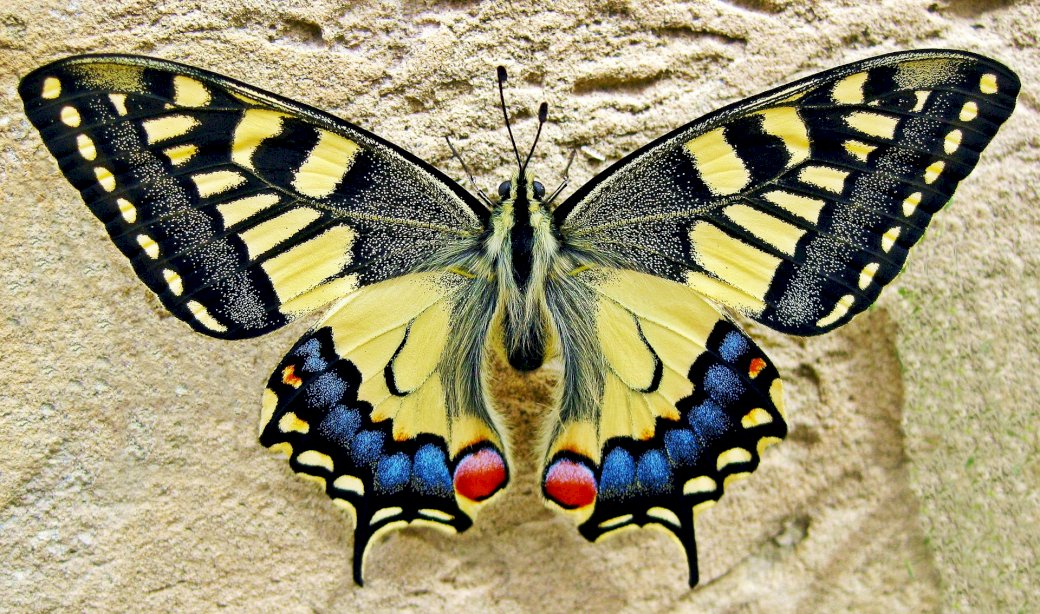 Motýl 1 skládačky online