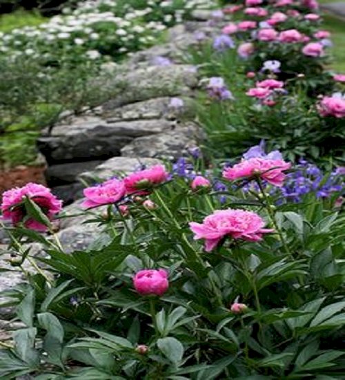 Peonies jigsaw puzzle online