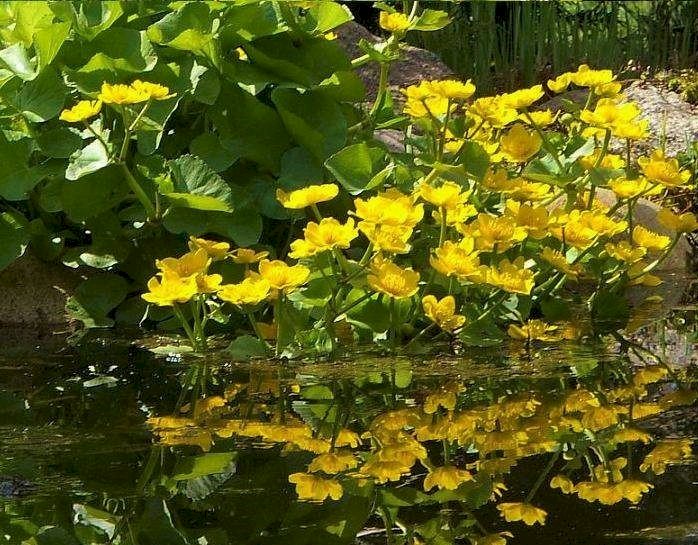 Marigolds δίπλα στο νερό παζλ online