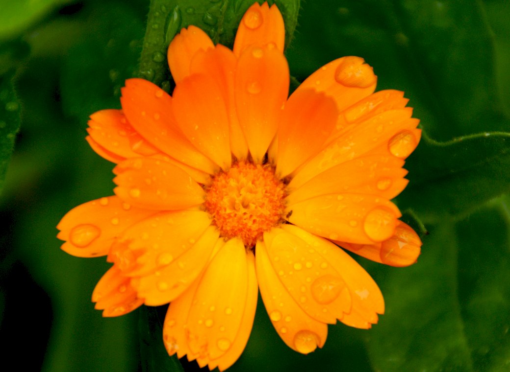 Flower, garden, raindrops, online puzzle