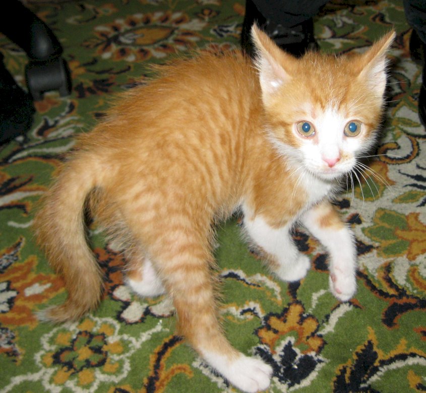 Piros cica a szőnyegen kirakós online