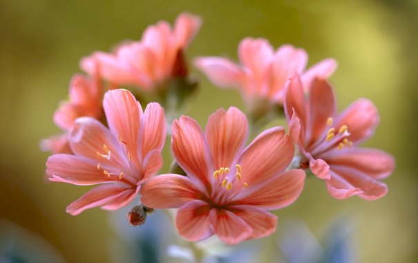 fleurs  skládačky online