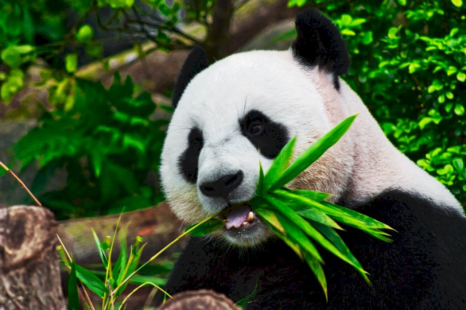Der hungrige Panda Online-Puzzle