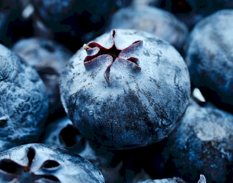 Blueberry, Up close! jigsaw puzzle online