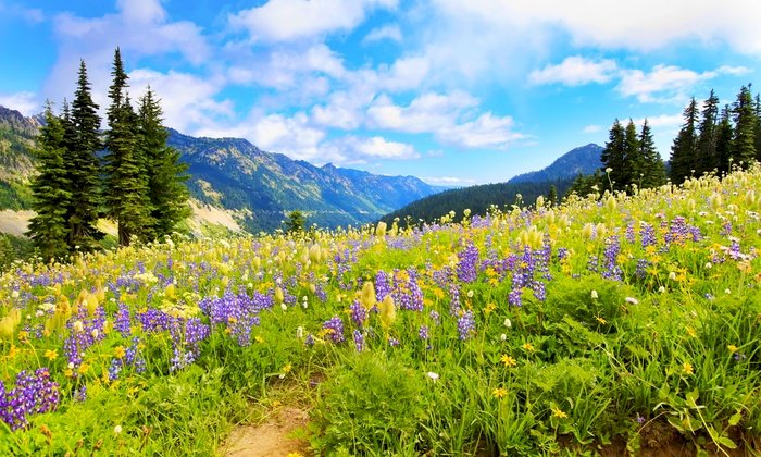nature jigsaw puzzle online
