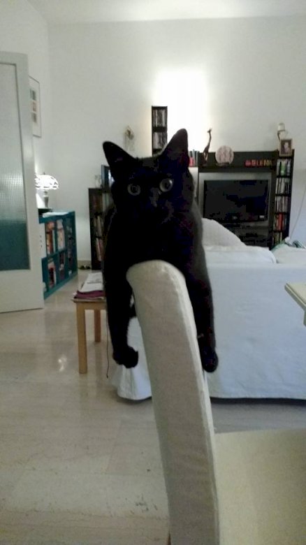 Μπάιρον η μαύρη γάτα παζλ online
