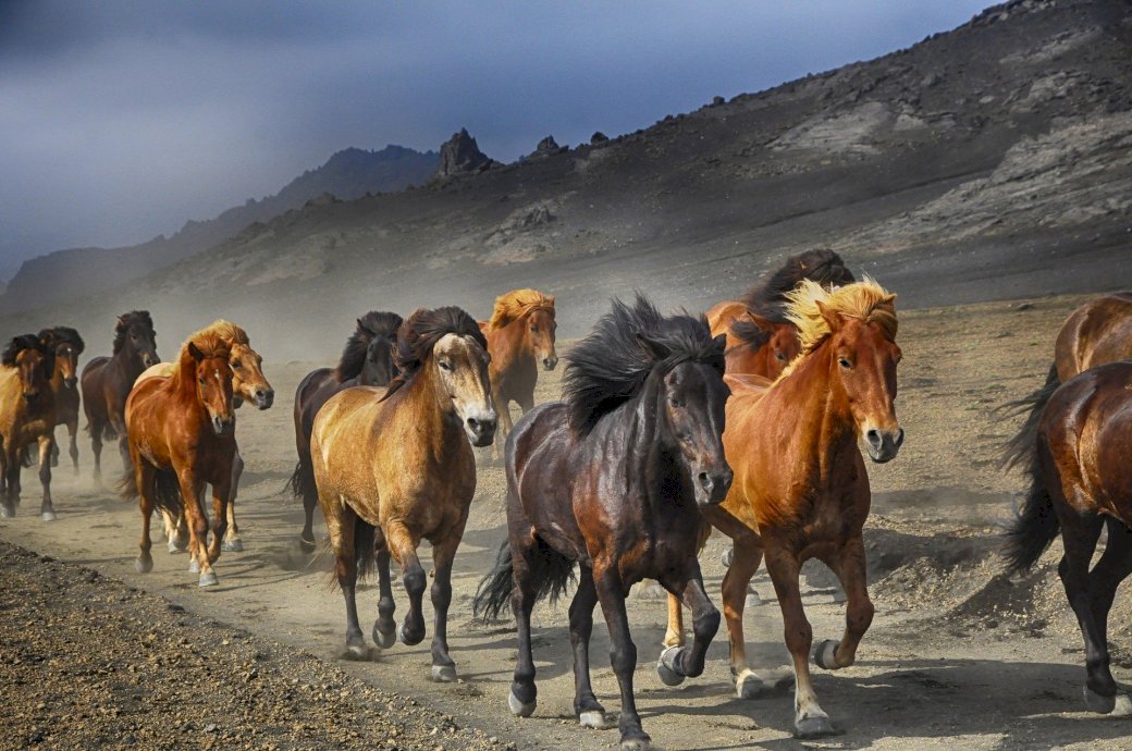Flock av hästar Pussel online