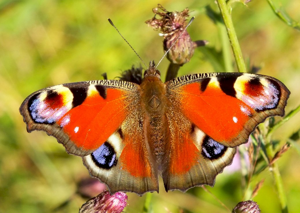 Kleurrijke vlinder legpuzzel online