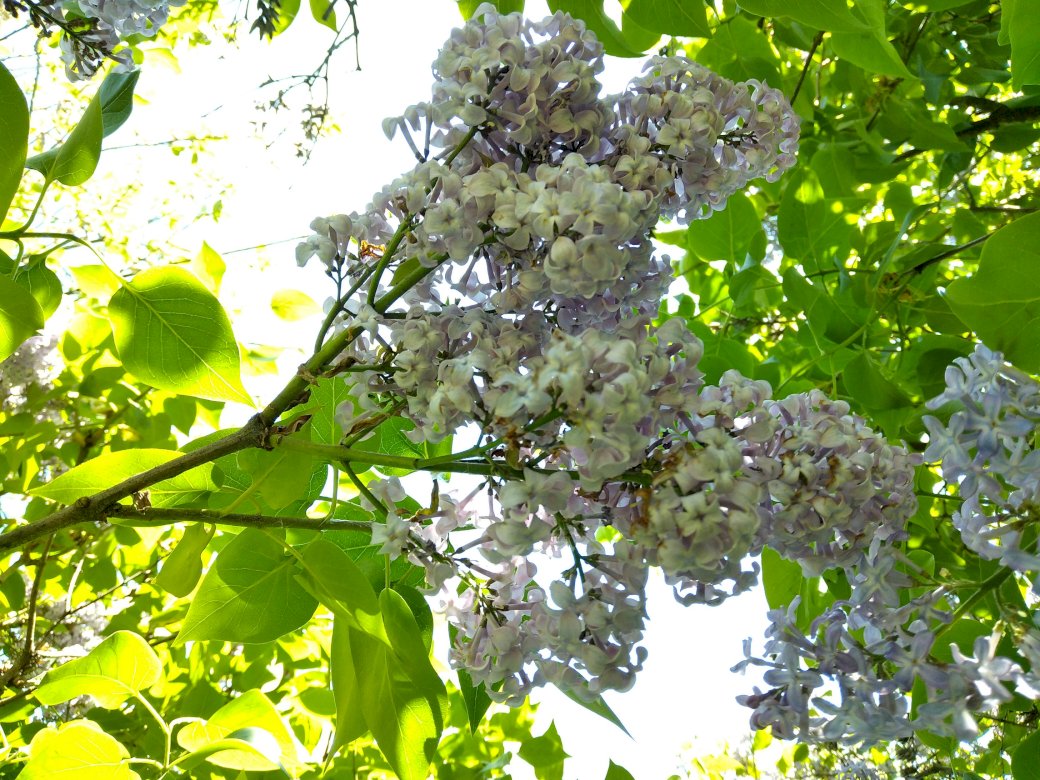 Common lilac jigsaw puzzle online