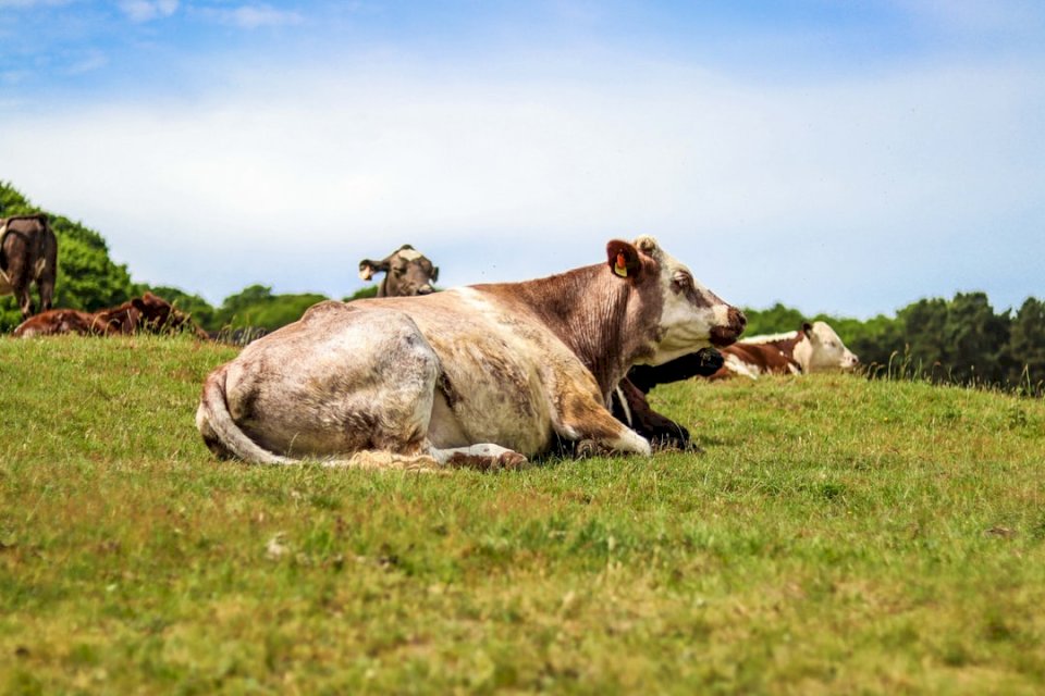 Корова отдыхает в поле пазл онлайн