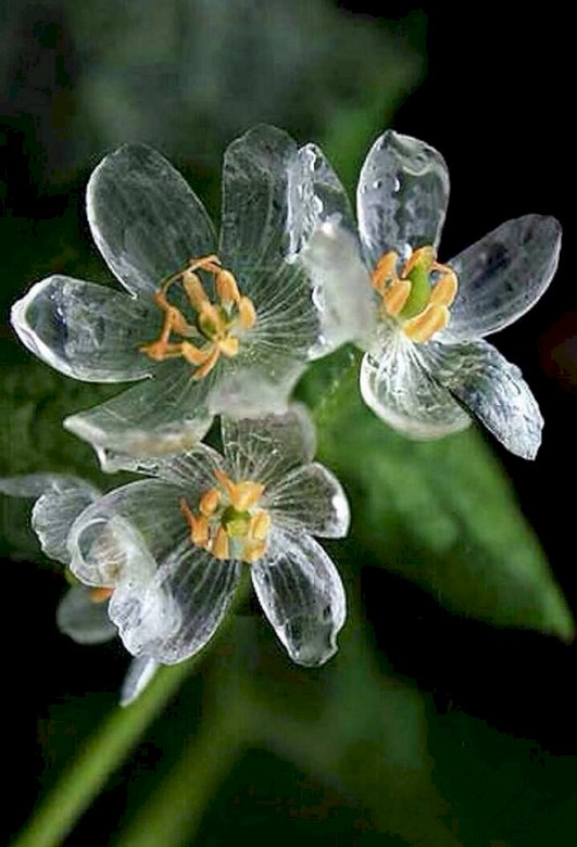Kwiatki kirakós online