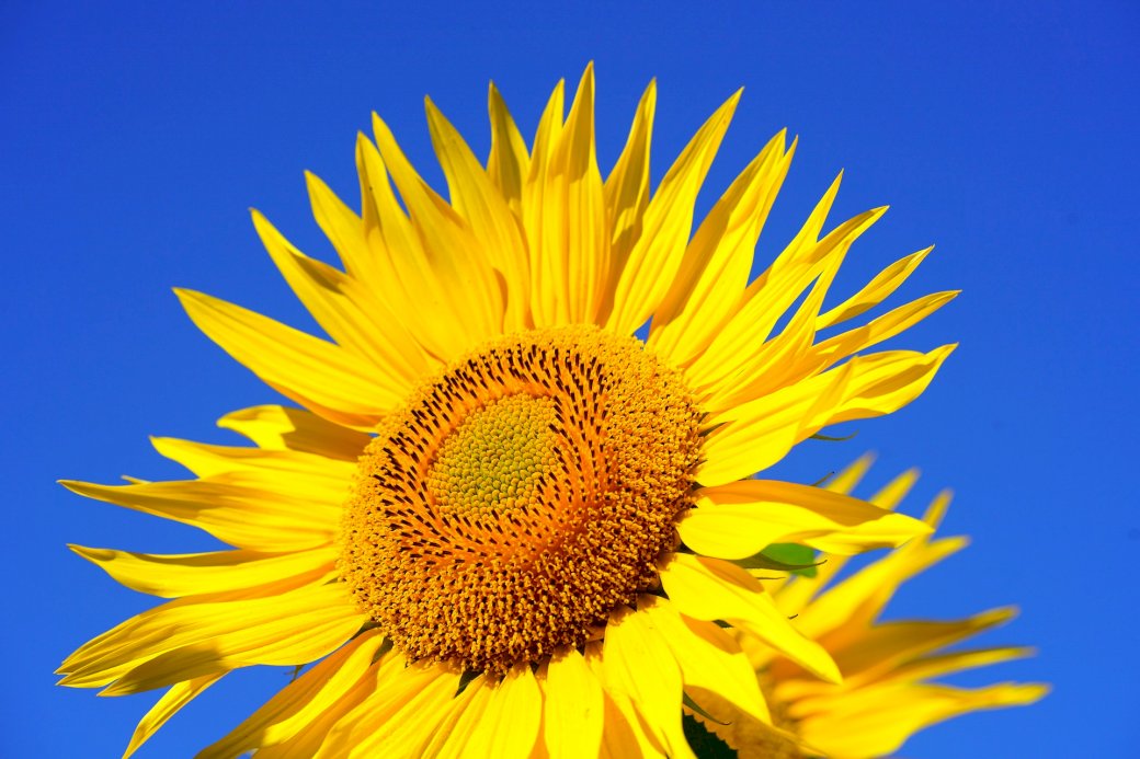 slunečný květ skládačky online