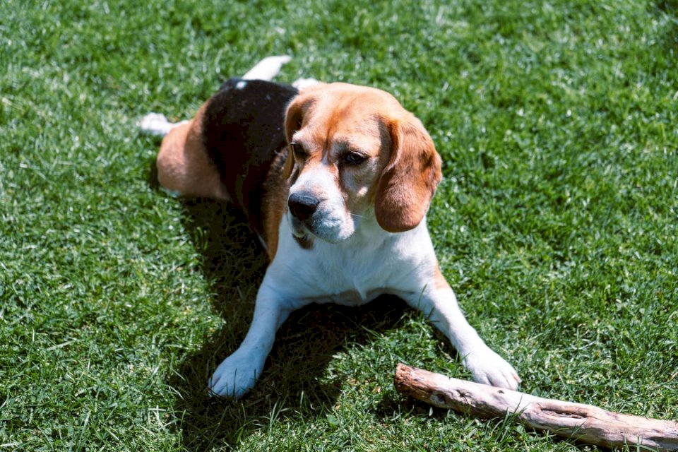 Beagle-Hund, der auf dem Gras liegt Puzzlespiel online