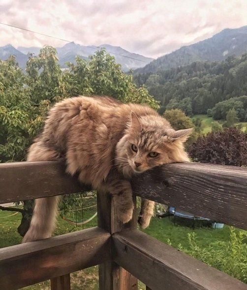 Кішка з горами на задньому плані. онлайн пазл