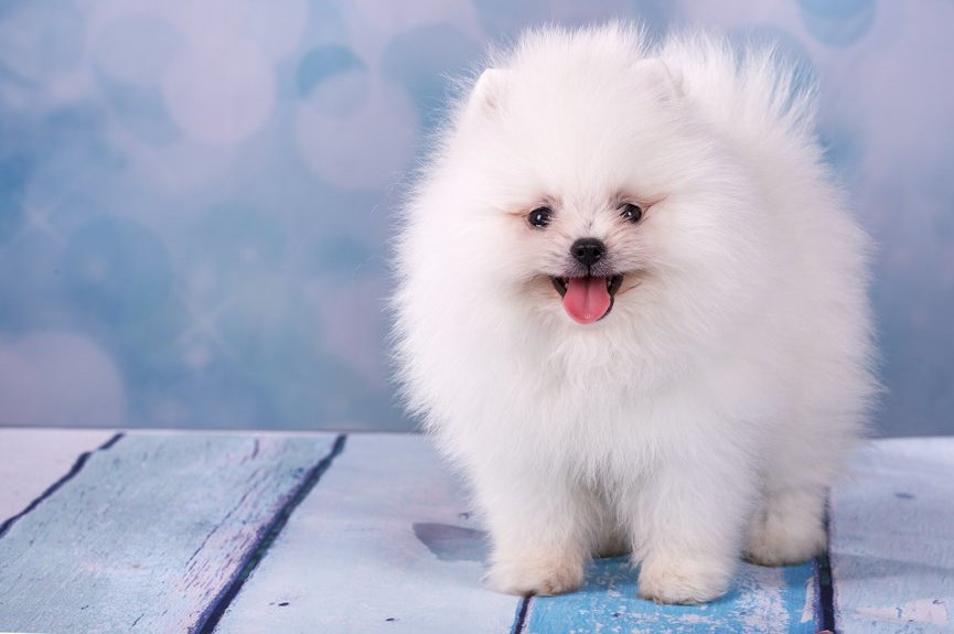 Ένα γλυκό σκυλί στο μπαλκόνι παζλ online