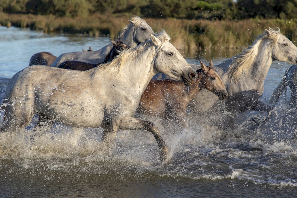 Galloping through the stream online puzzle