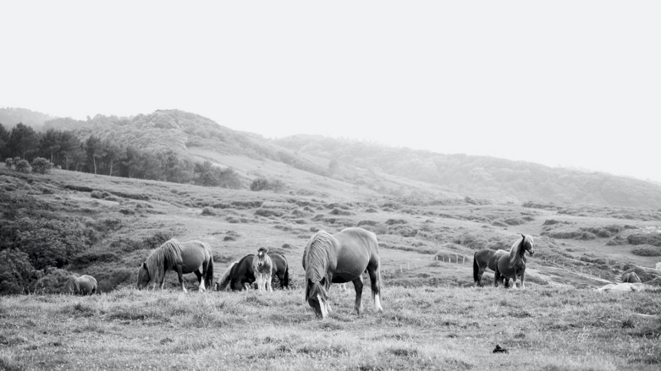 Uma equipe de cavalos pastando perto puzzle online
