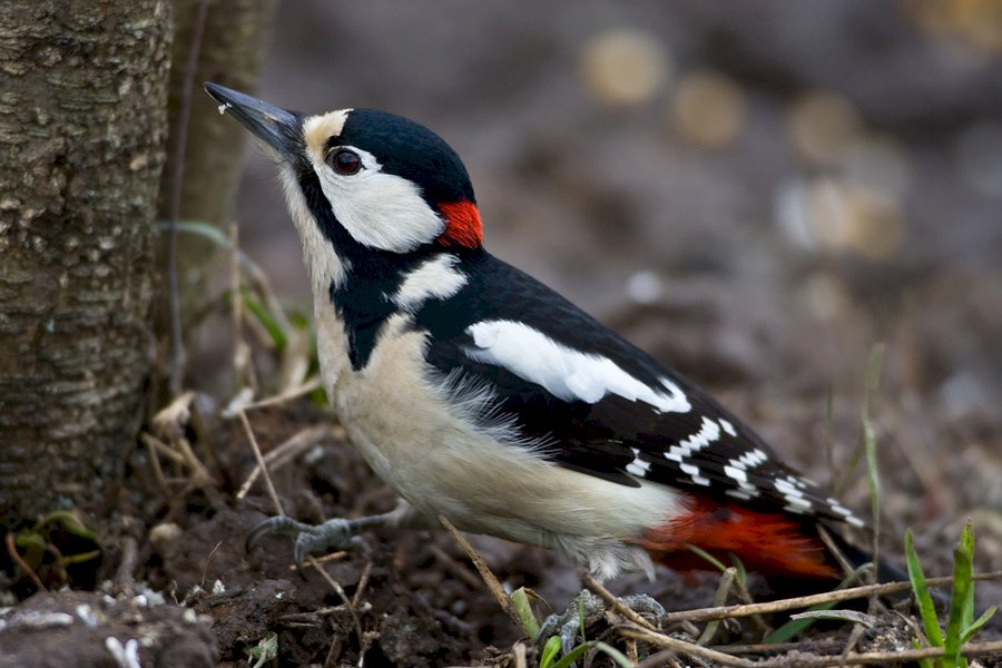 Great spotted woodpecker online puzzle