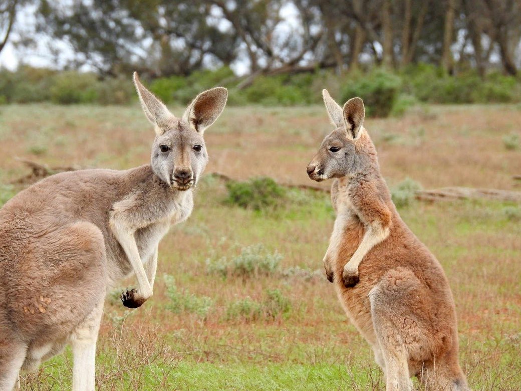 Känguru från ÖSTERRIKE Pussel online