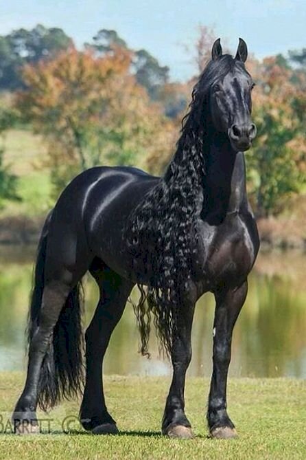krásný kůň online puzzle