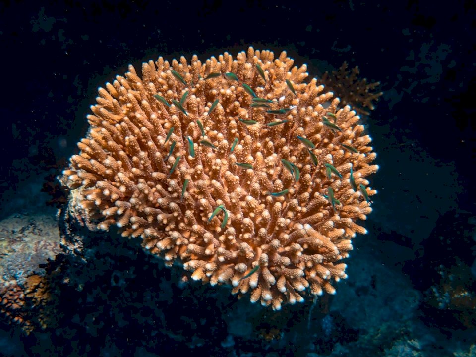 Korallrev pussel på nätet