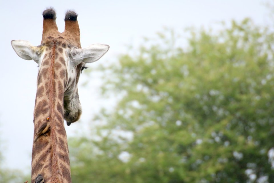 Giraff med Ox Pecker pussel på nätet