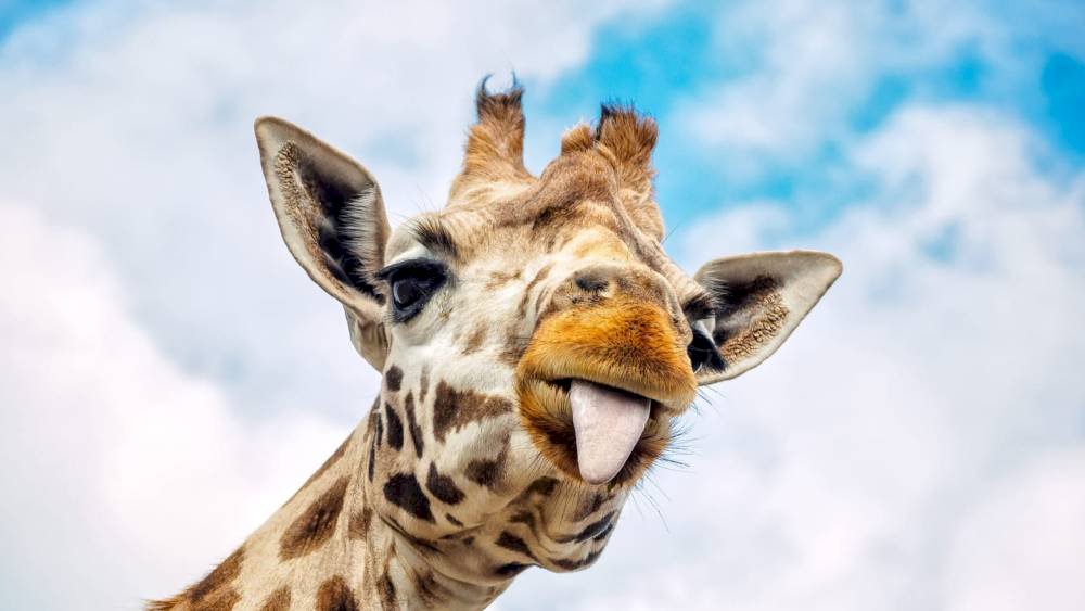 Girafa engraçada quebra-cabeças online