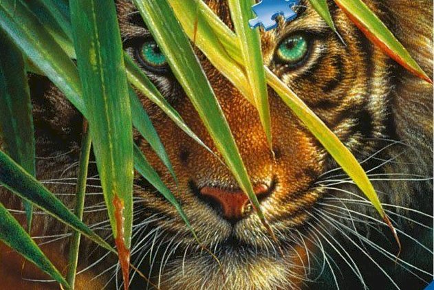 Bengalisk tiger. Pussel online