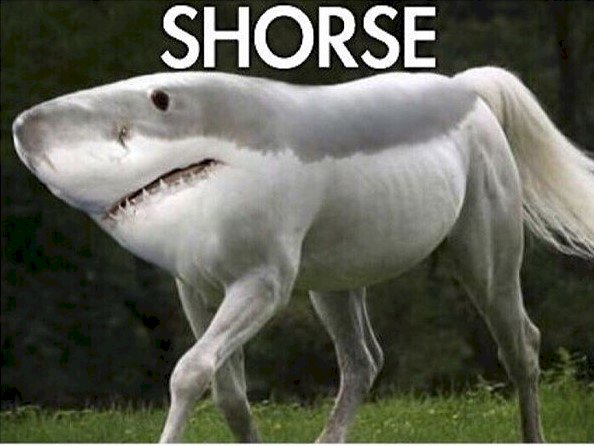 Horse sharke αστεία δομή παζλ online