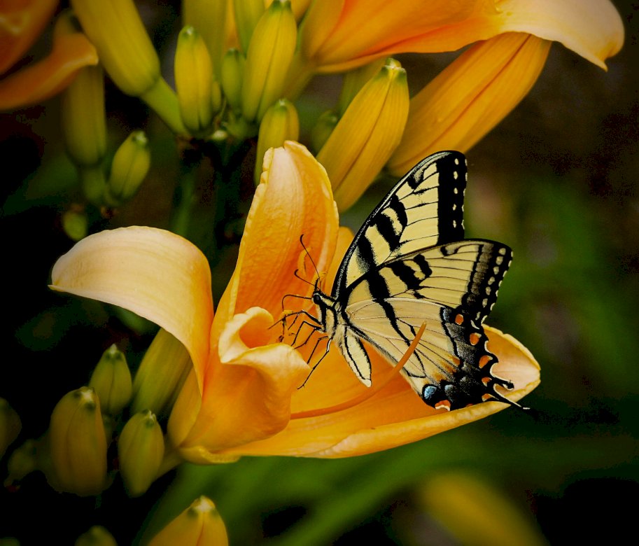 Butterfly jigsaw puzzle online