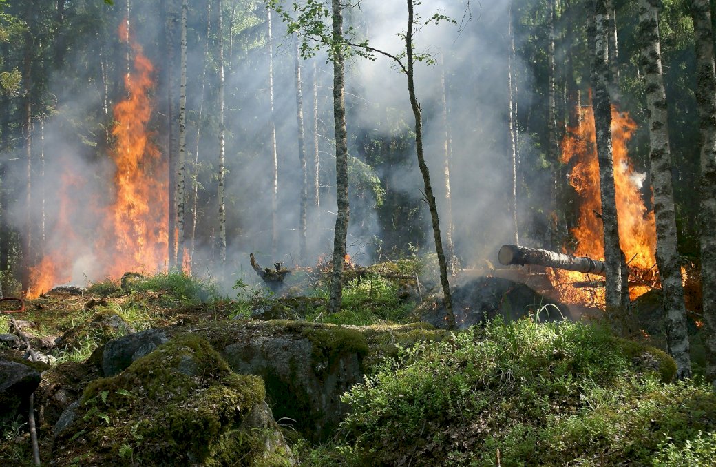 Καίγοντας δάσος online παζλ