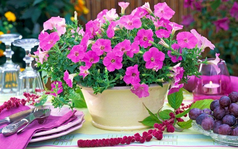 Petúnia rosa em vaso de flores quebra-cabeças online