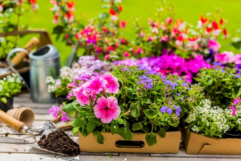 Flori colorate în cutii, udare jigsaw puzzle online