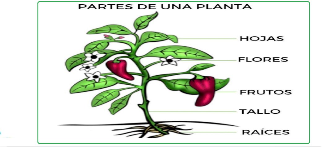 PARTS OF THE PLANT online puzzle